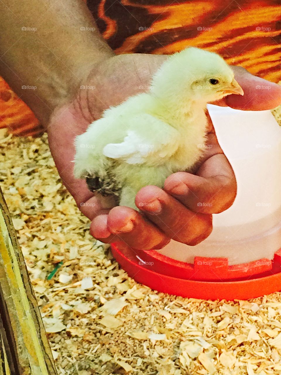 Chick in the hand