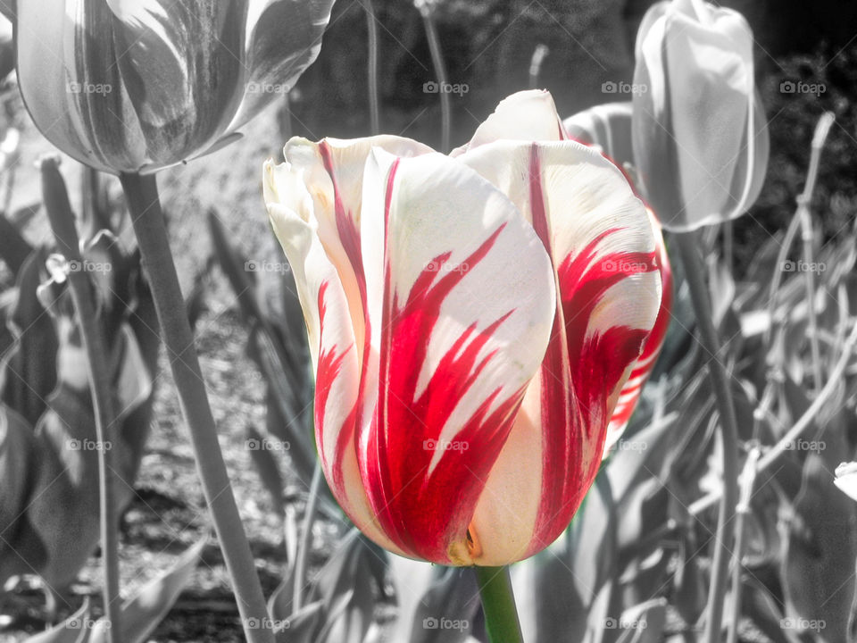 B&W with color Flower