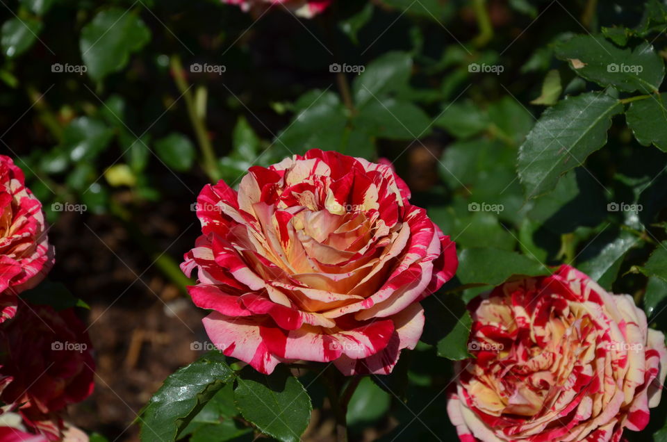 beautiful rose with a different colors