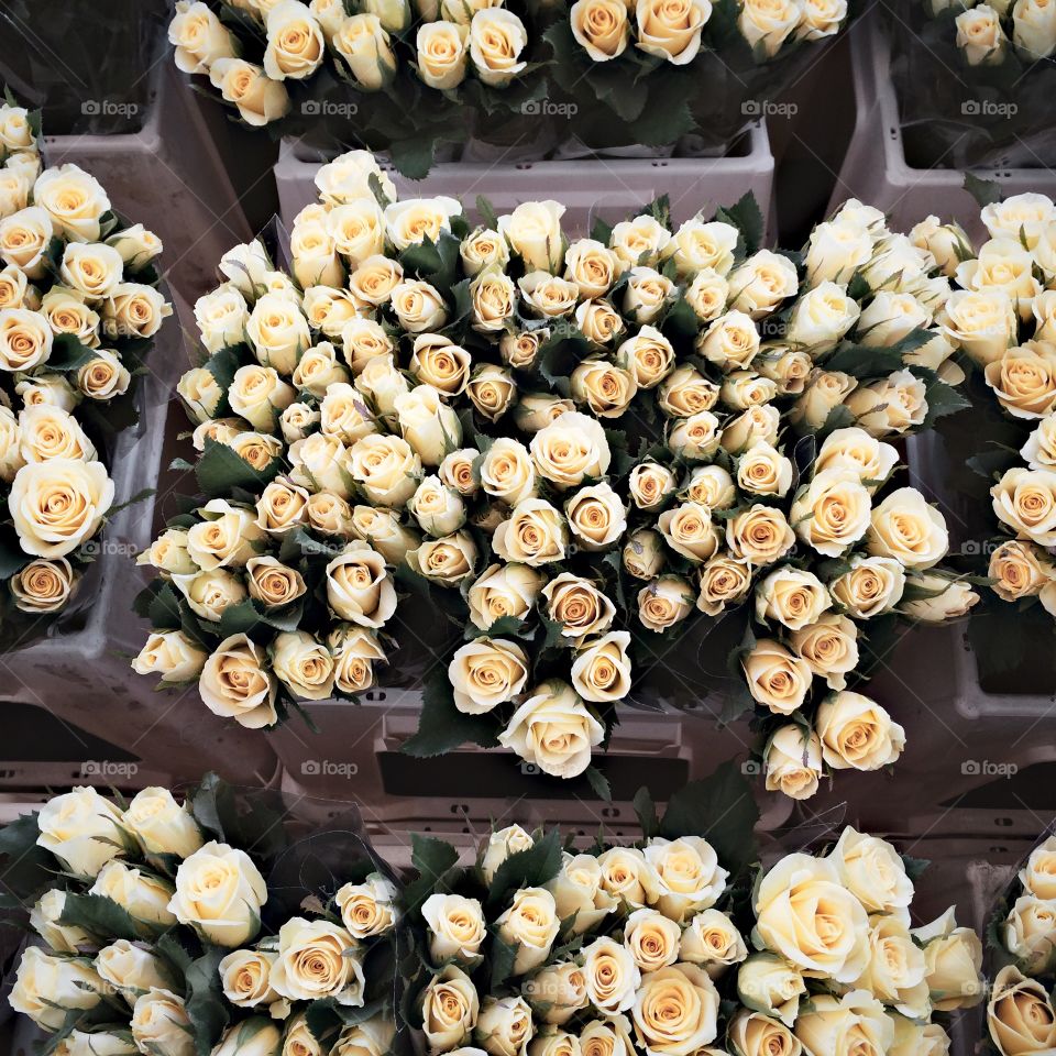 Bunches of Small White Roses, Flower Market 
