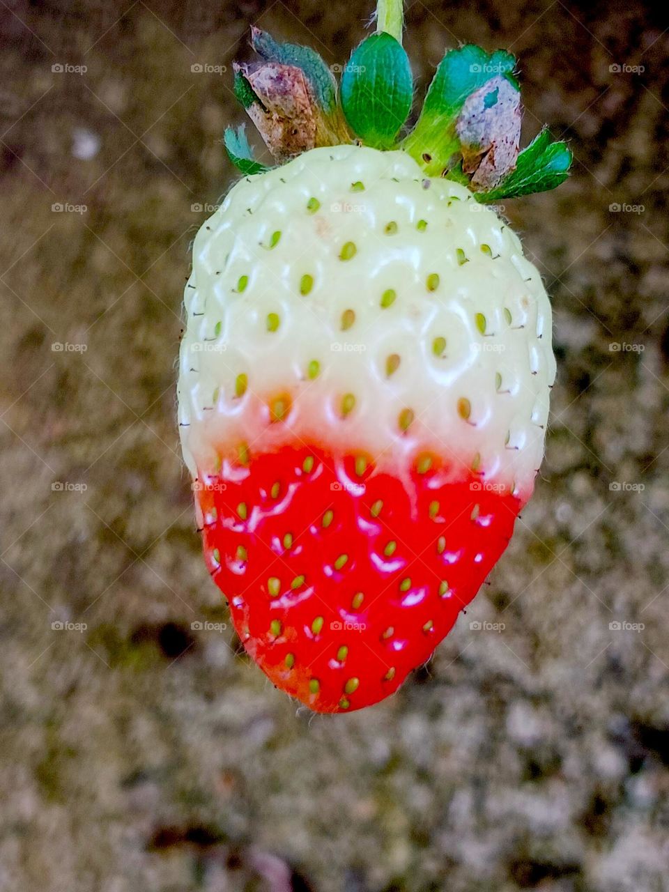 When colors meet in perfect contrast.
Quando as cores se encontram no contraste perfeito.