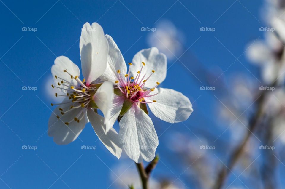 Flowering branch.