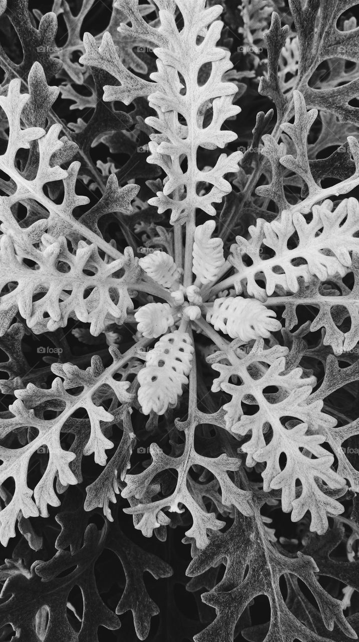 Fuzzy silvery white leaves of the Dusty Miller plant spiral outward to catch plenty of sun rays.