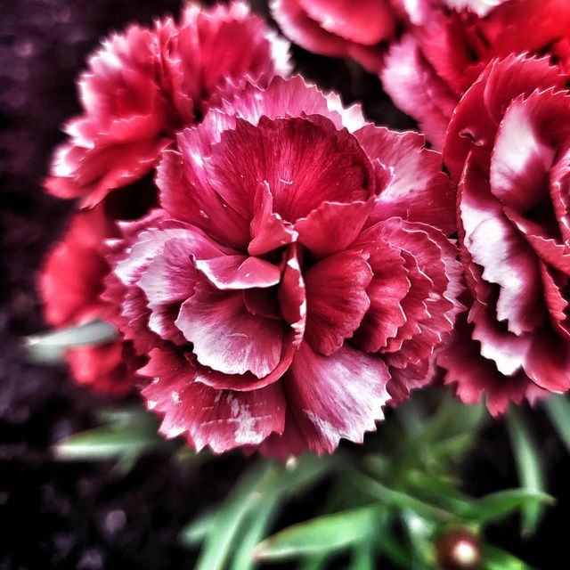 flowers
