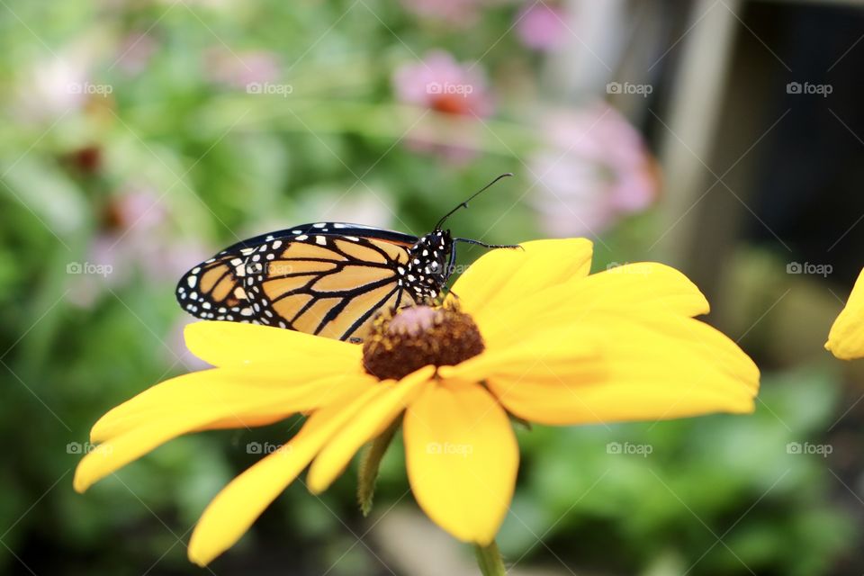 Monarch butterfly on a flower 