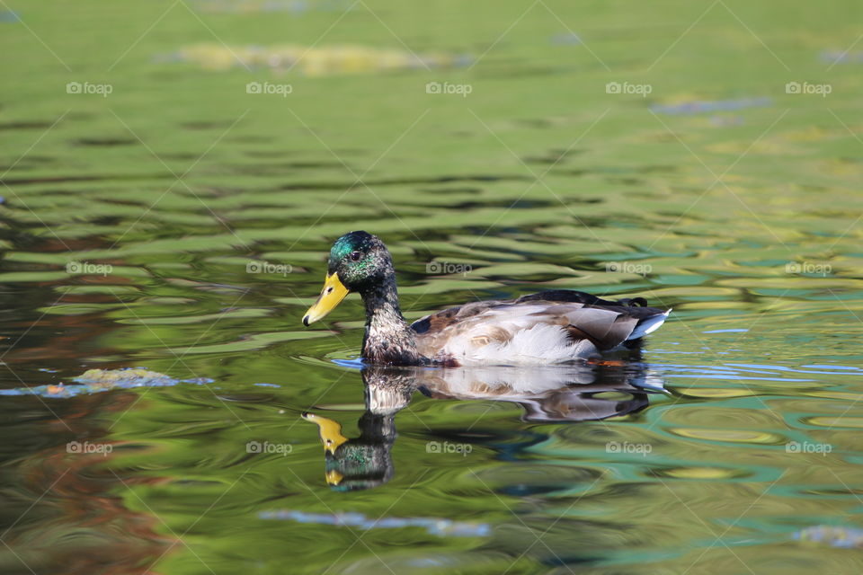 #duck