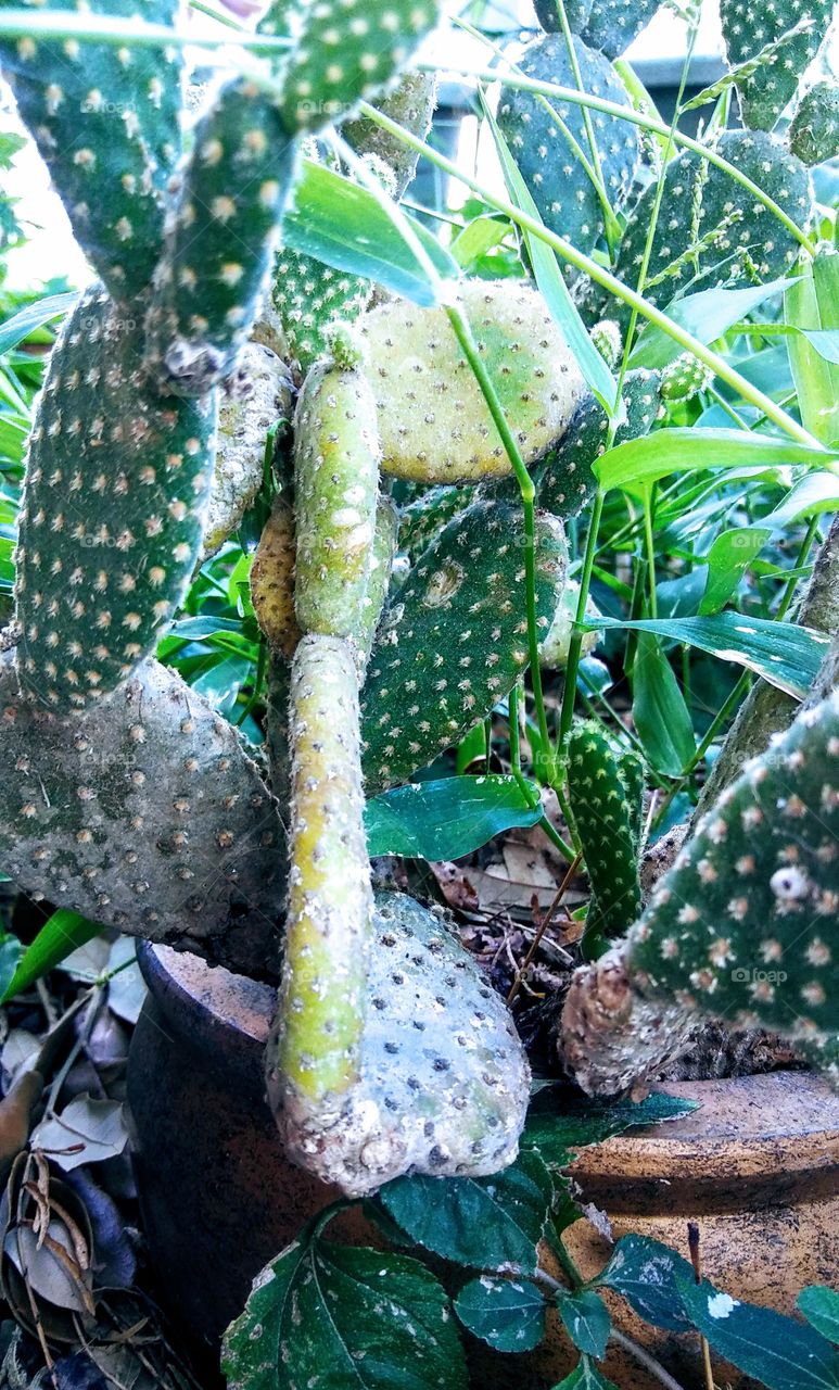 prickly situation