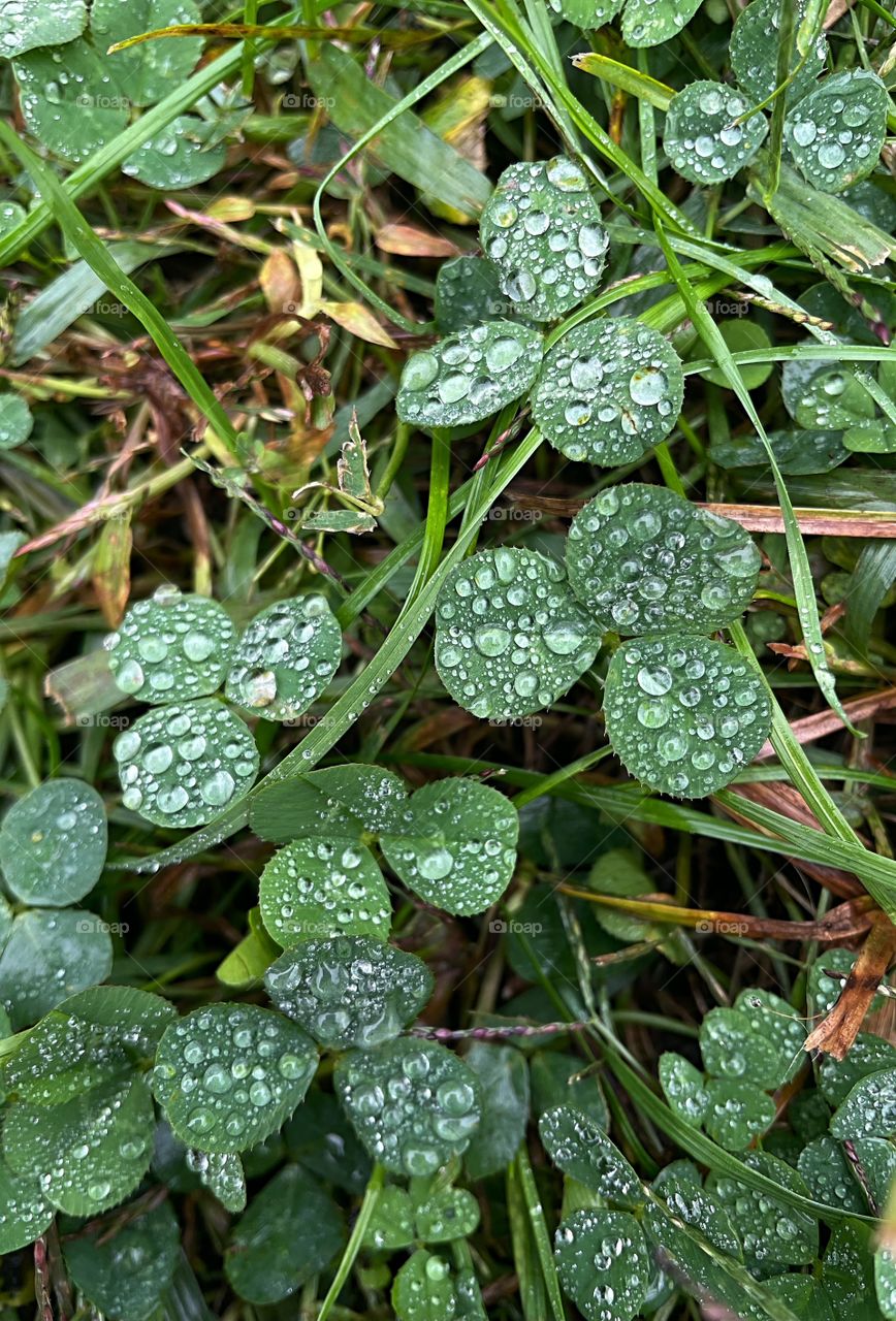 Clover patch covers leaf rainfall green raindrops waterdrops droplets wet water rain drop outside nature outdoors elements dew dewdrops plant plants leafs Grass splashes phone photography