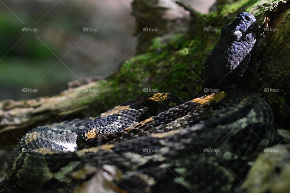 Rattler after shedding