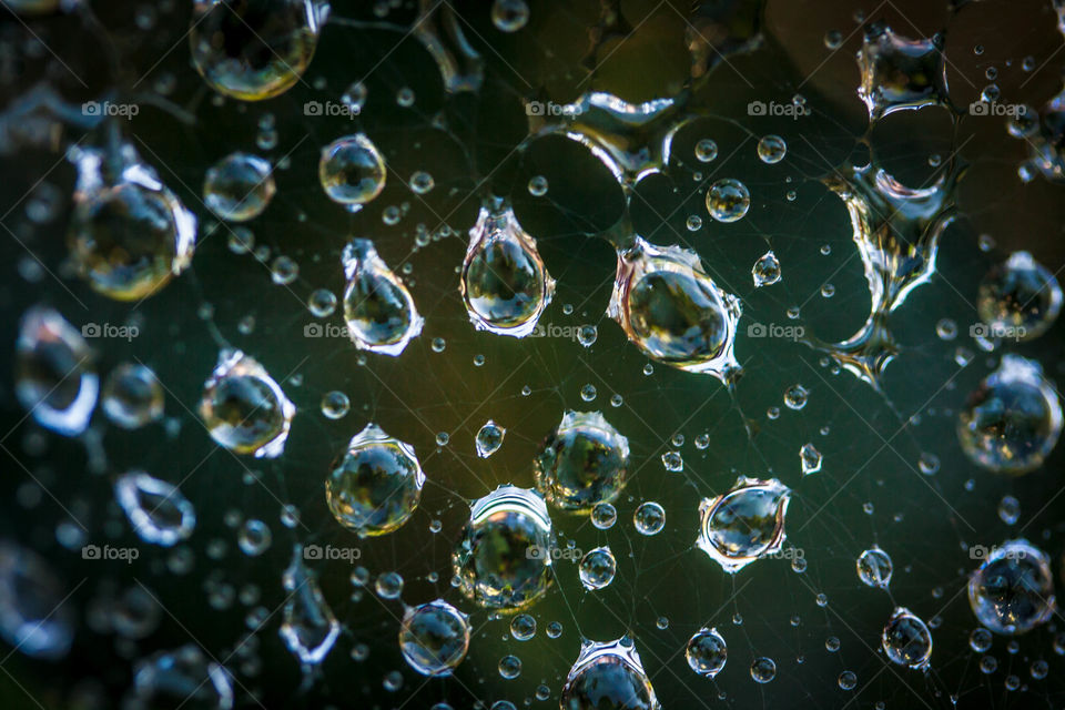 Drops of water on a spider web