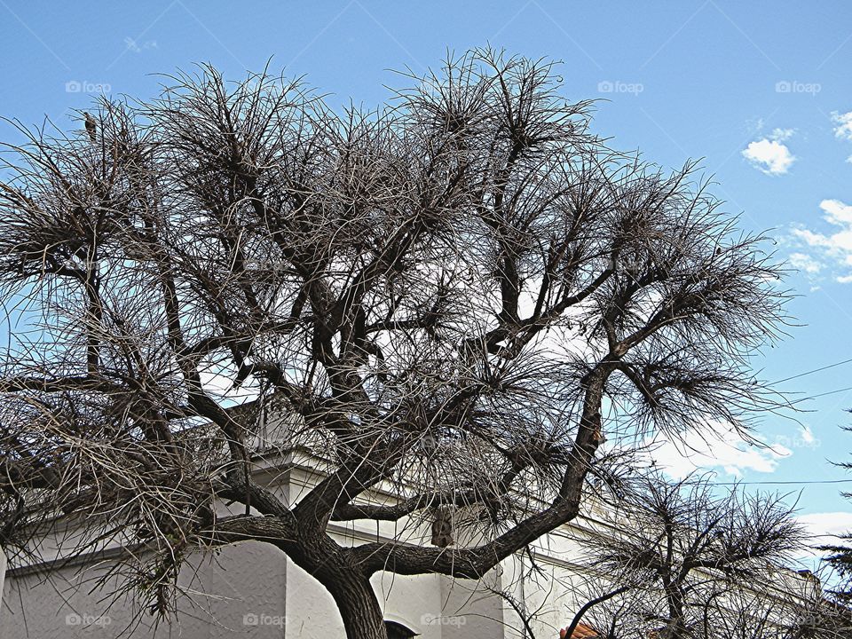 looking up. Argentina