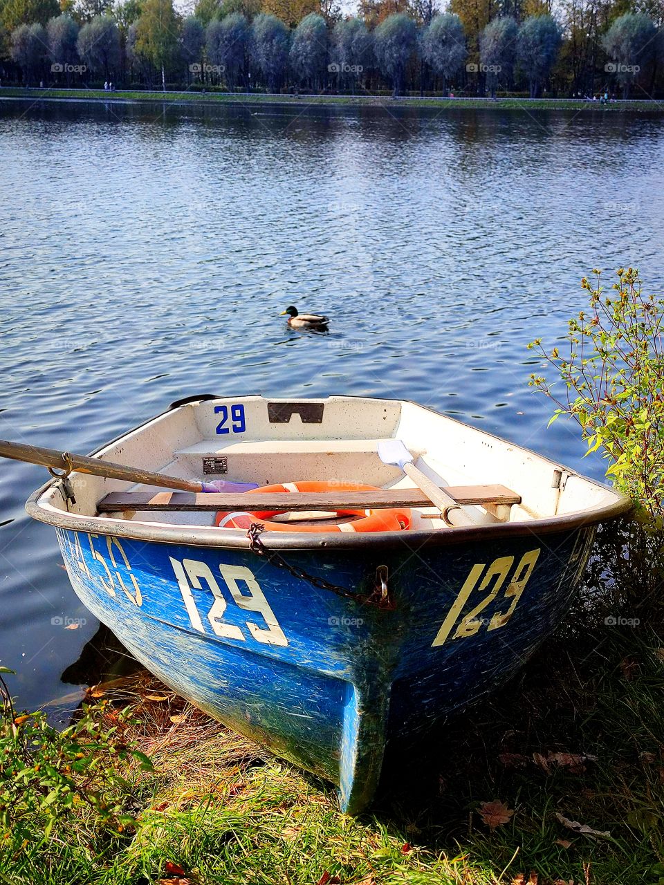 Autumn.  Boat on the shore.  A duck floats on the river