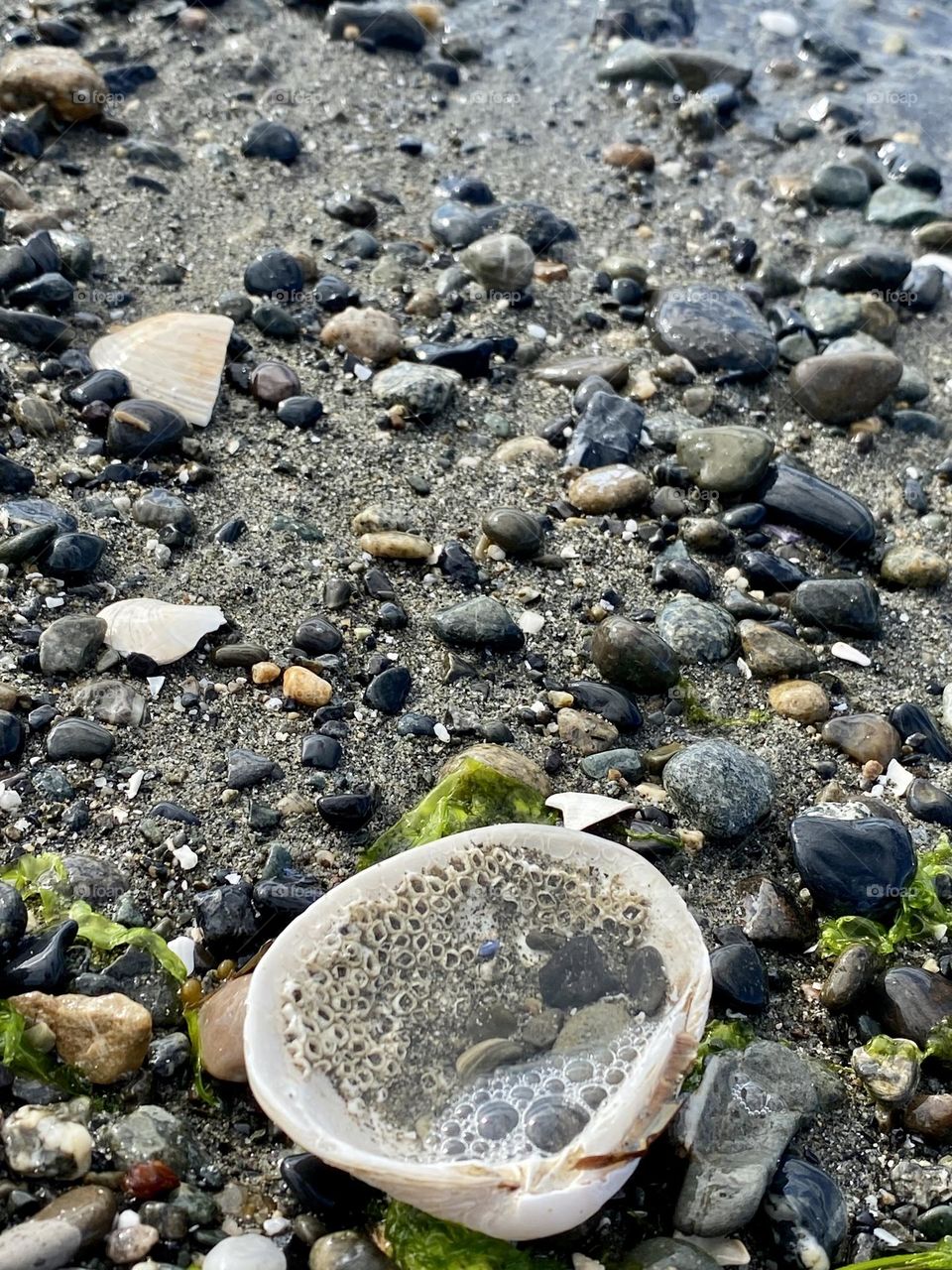 Beach shell 