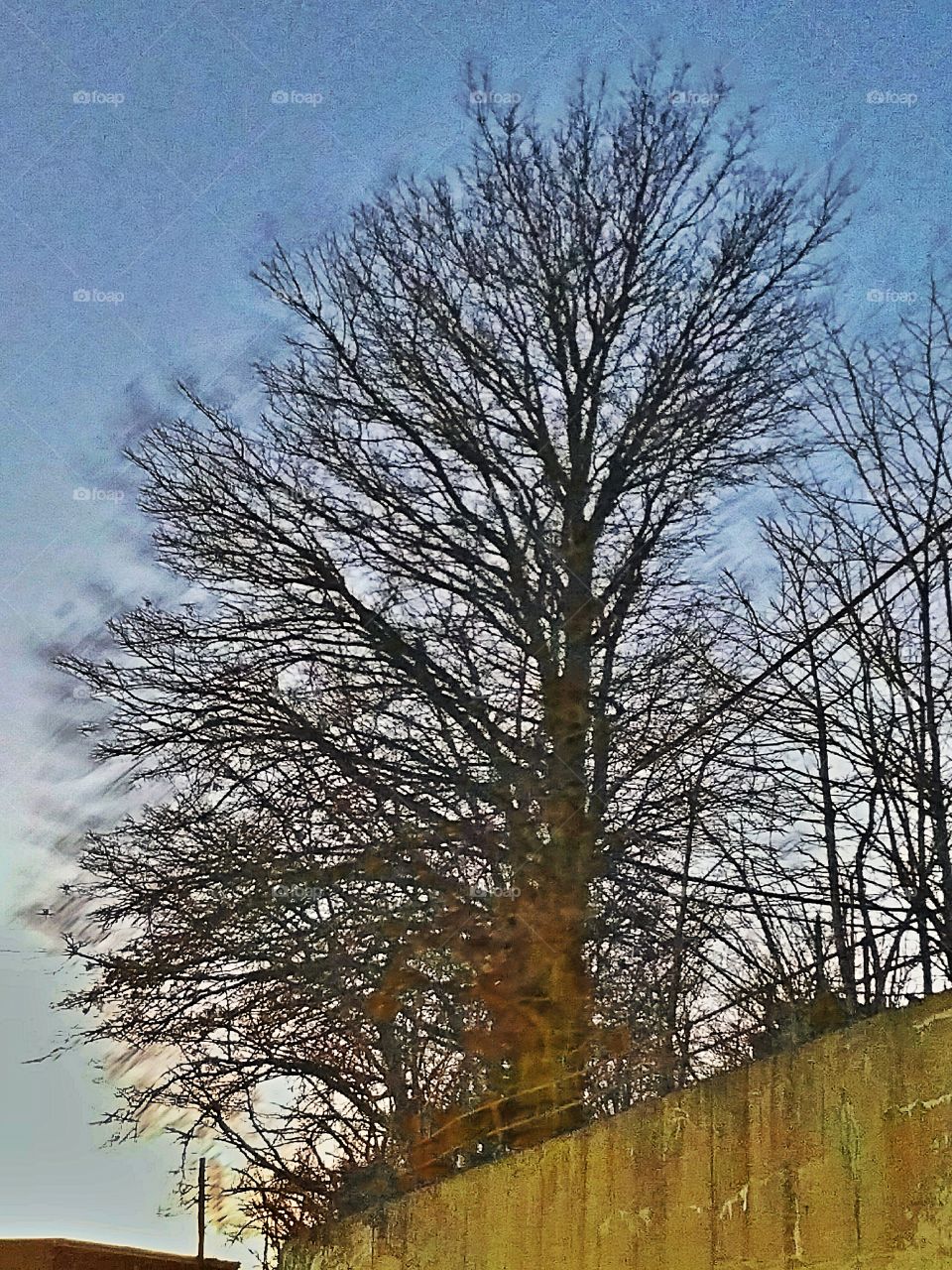 Tree, No Person, Nature, Wood, Fall