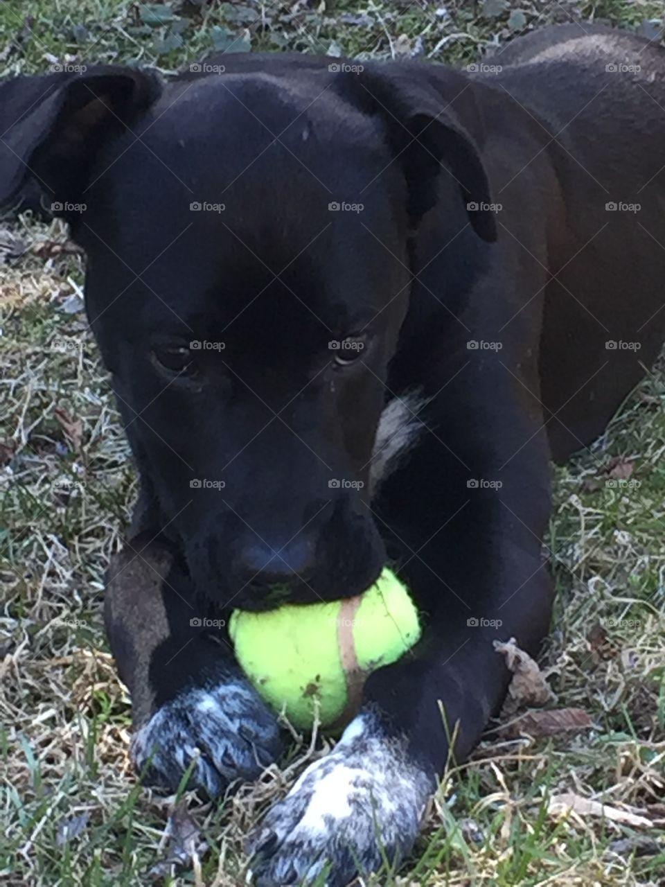 Puppy playing with ball
