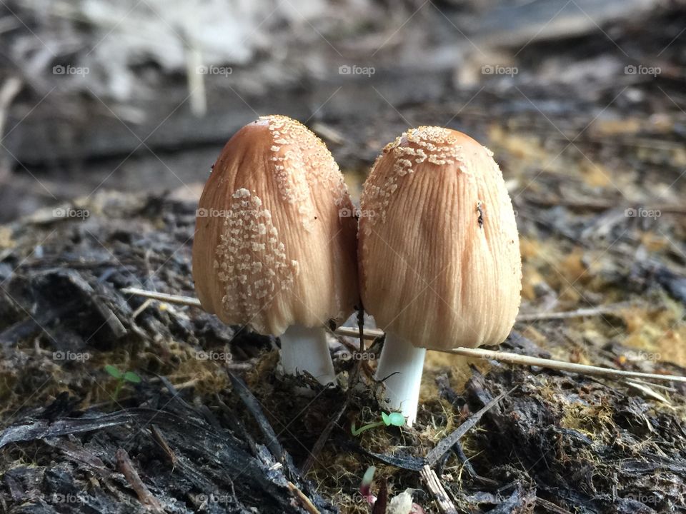 Close-up of toadstools growing in forest