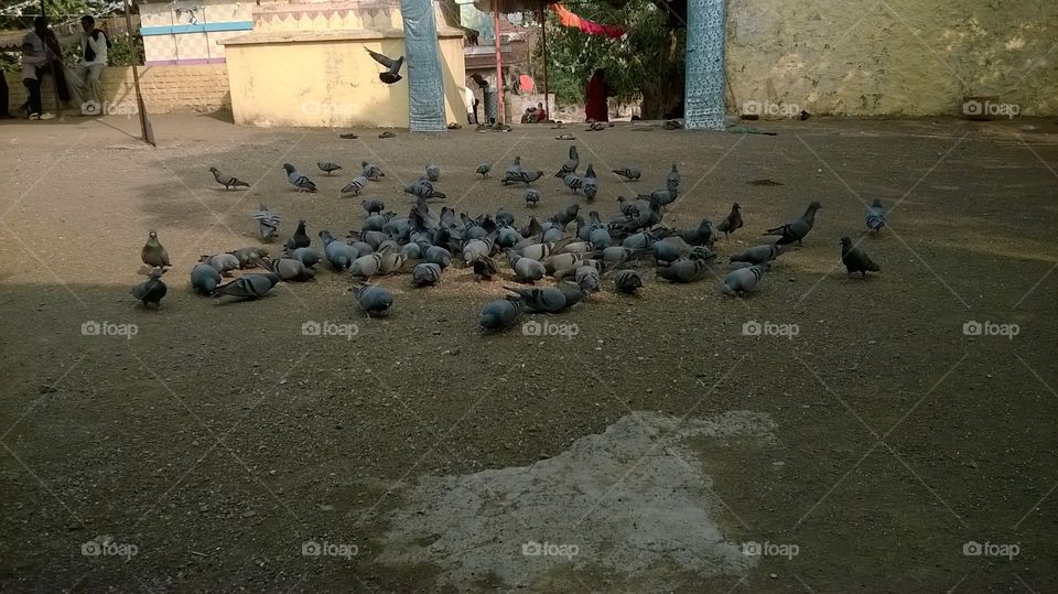 bautiful birds in my village