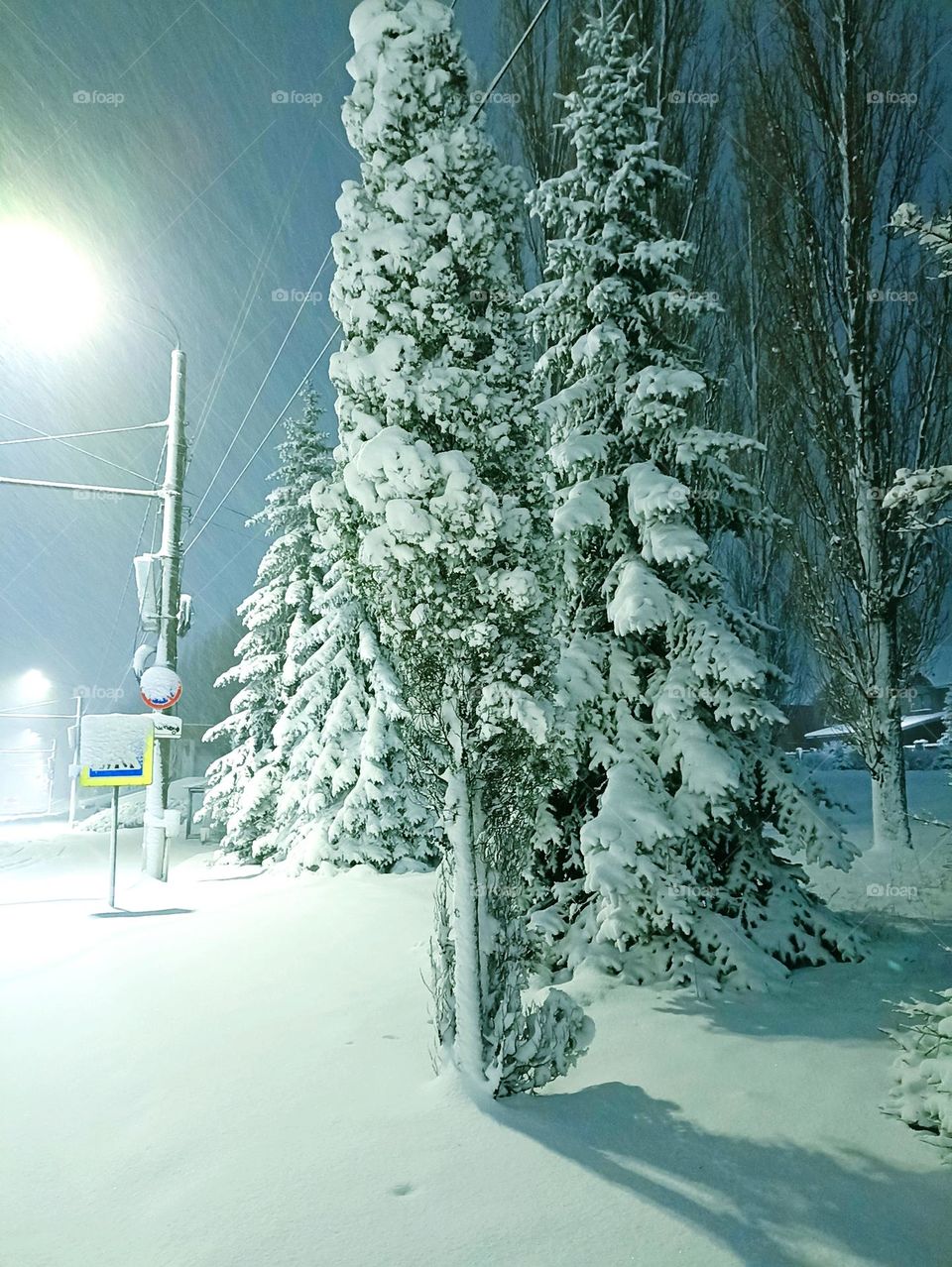 Christmas trees in winter