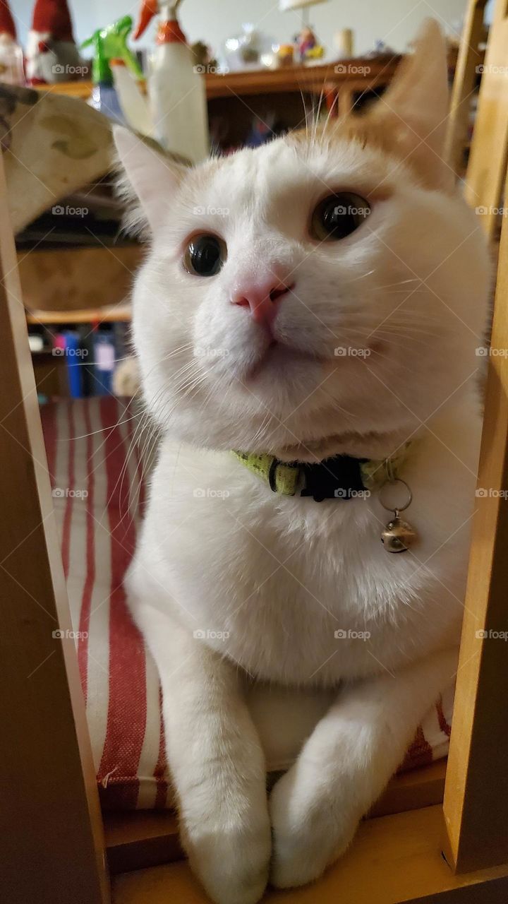 close up of kitty Bee sitting on chair