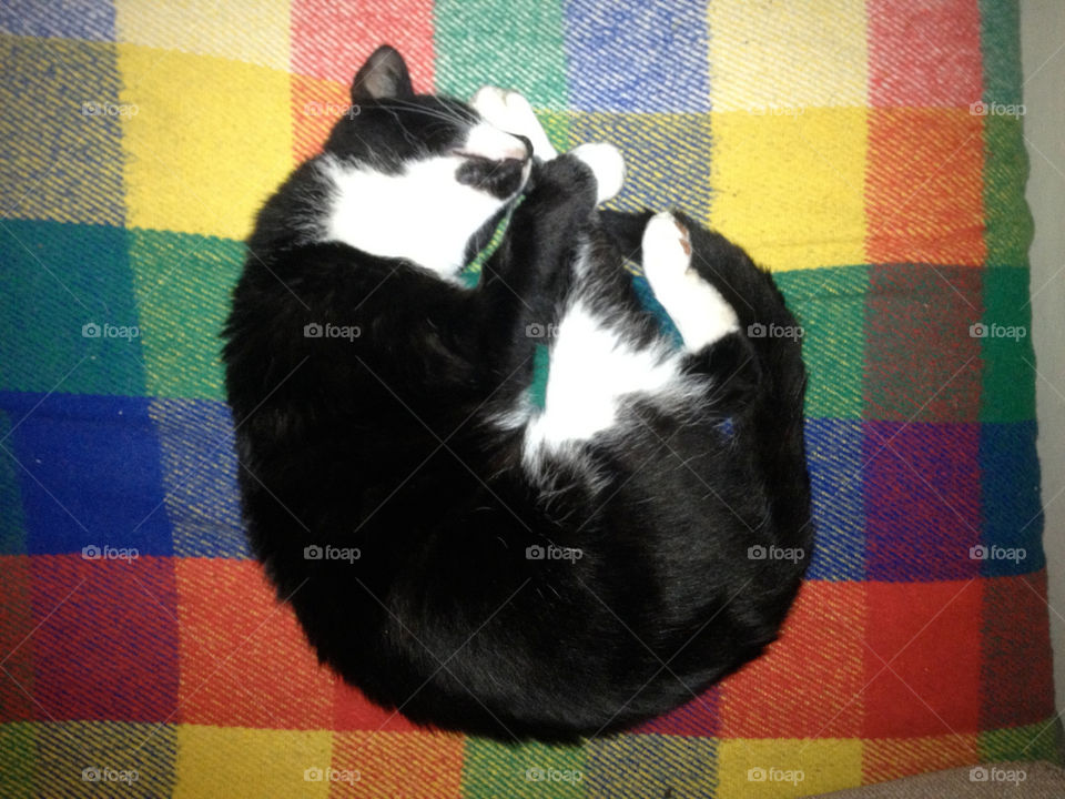 cat sleeping black and white multi-coloured by jimfilum