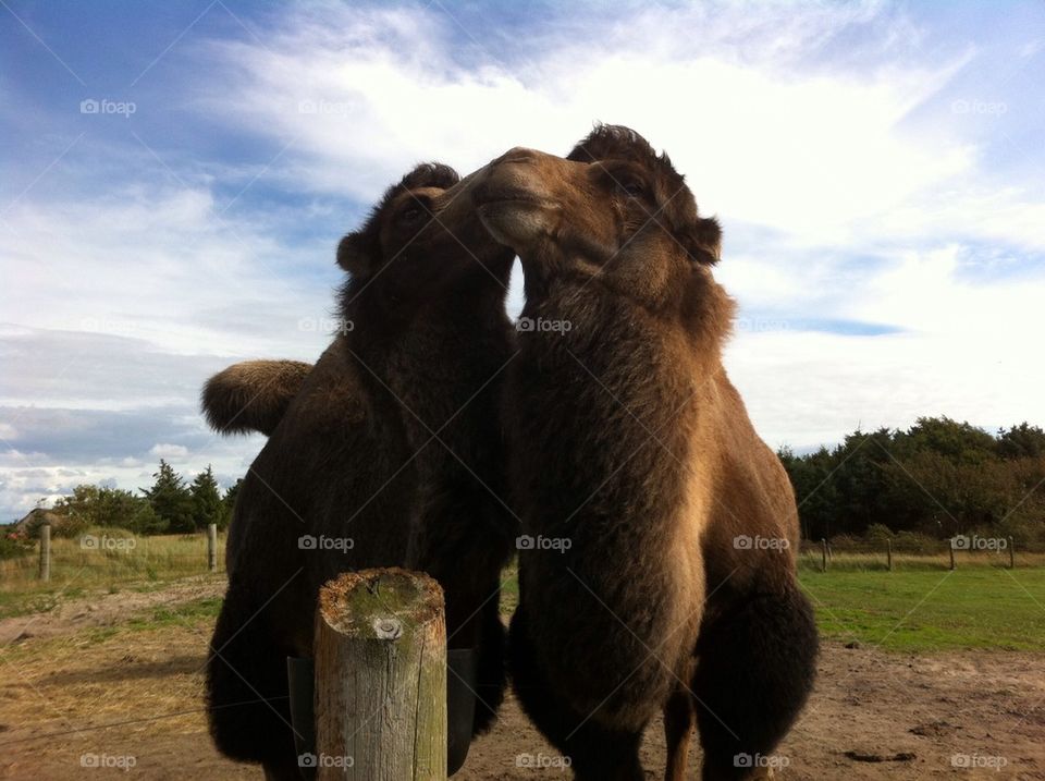 Camels like eachother