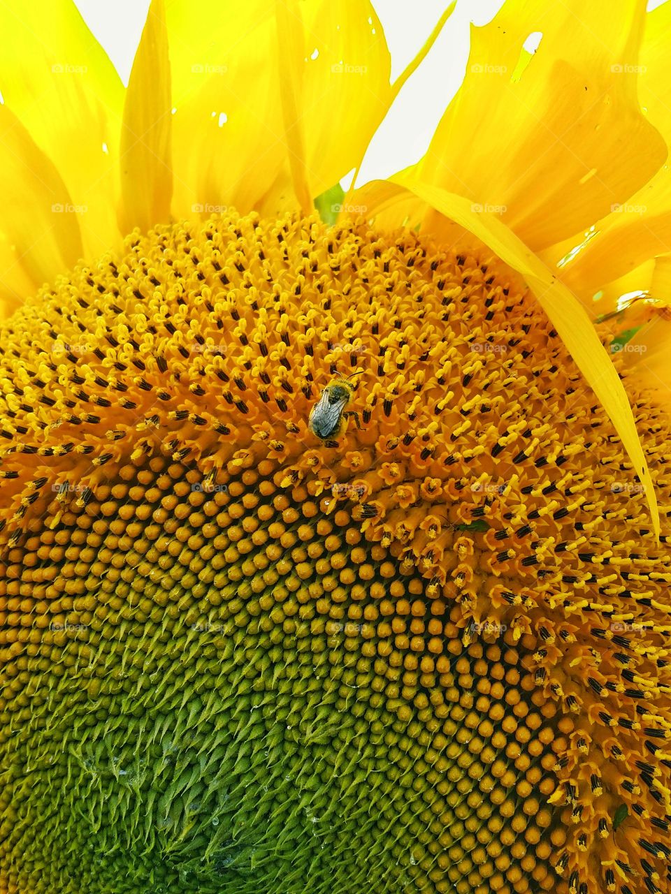 Sunflower  III