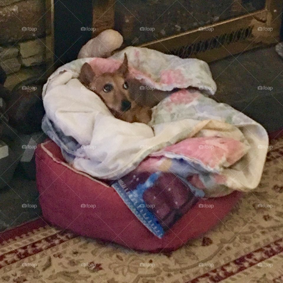 Dog in very comfortable dog bed! 🐾 
