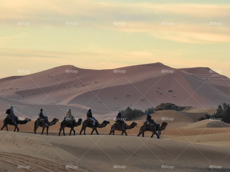 Tourist ride camels