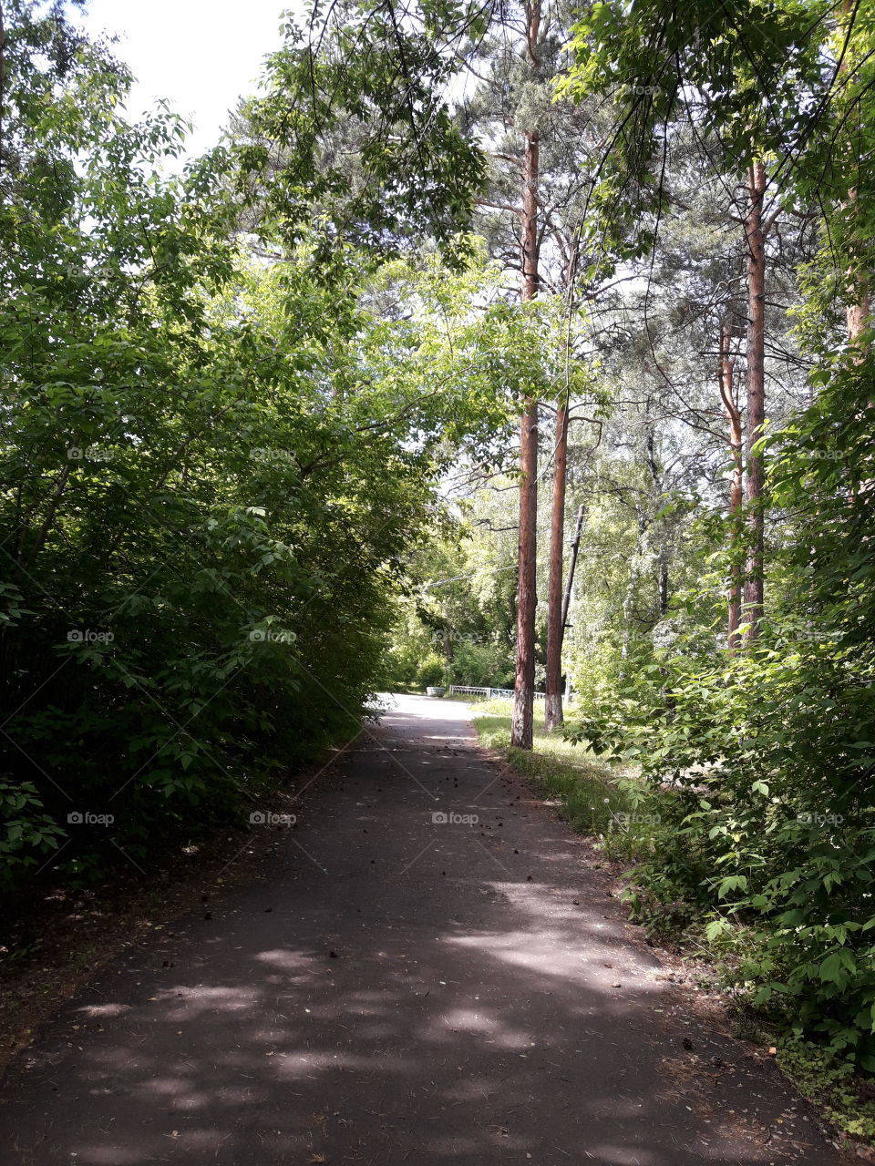 Отдых туризм лес