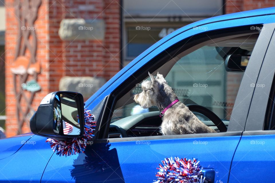 Dog driving car in a parade