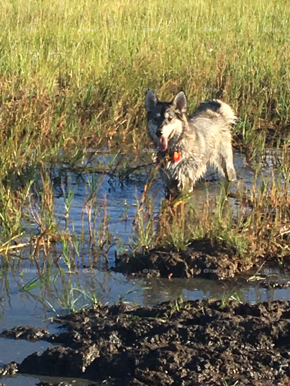Off leash husky dog running through a deep muddy puddle with grass in the background 