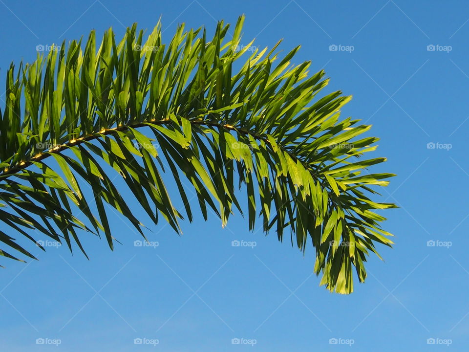 Close-up of palm leaves