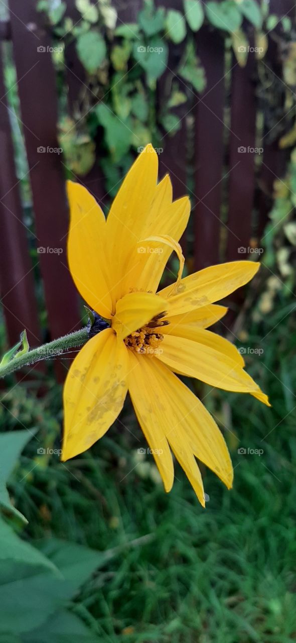 Sunflower in rainy day