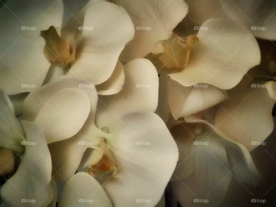 flowers detail
