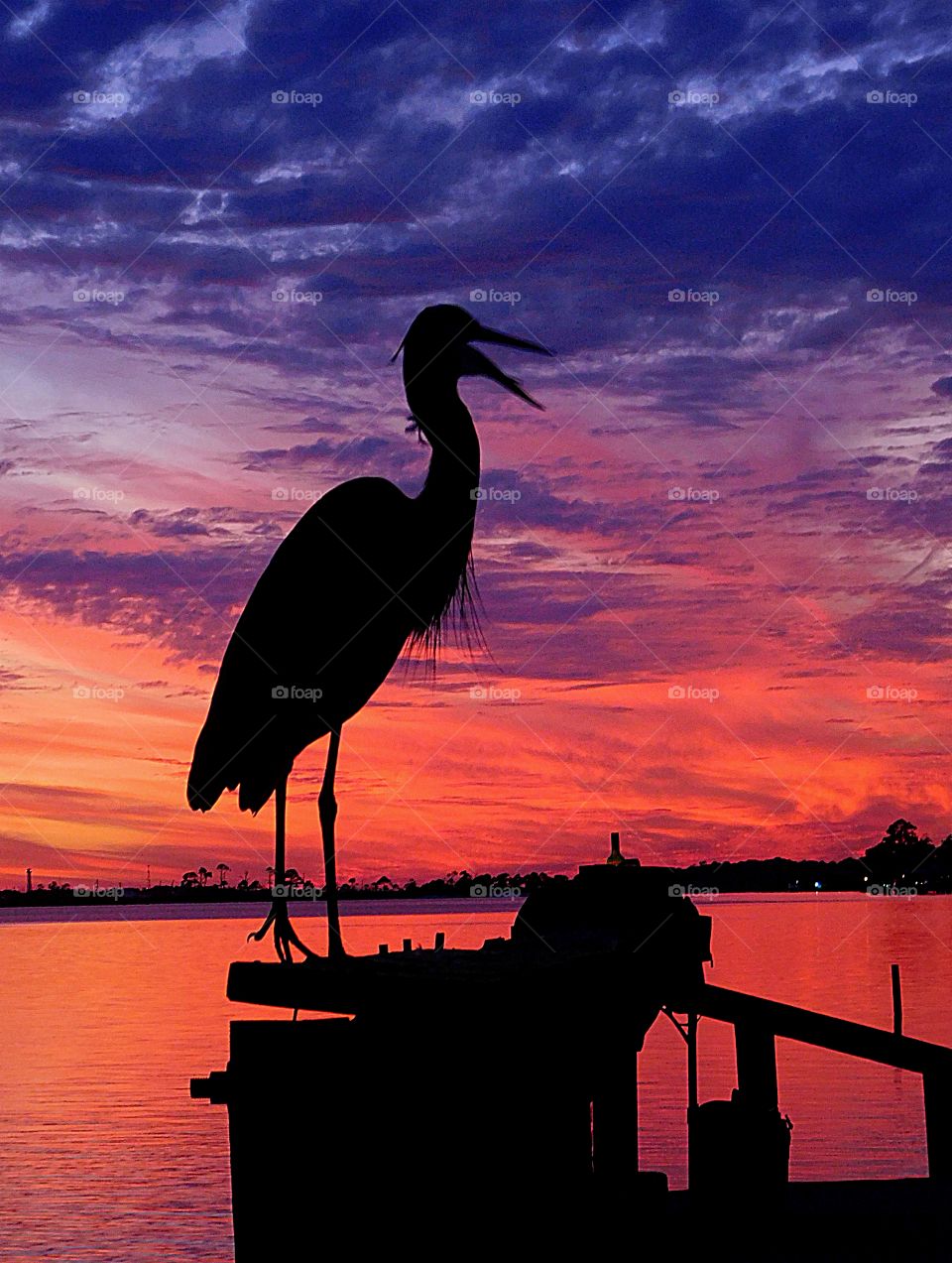 Silhouettes and shadows - A Great Blue Heron squawks at fishermen while standings on the fishing pier