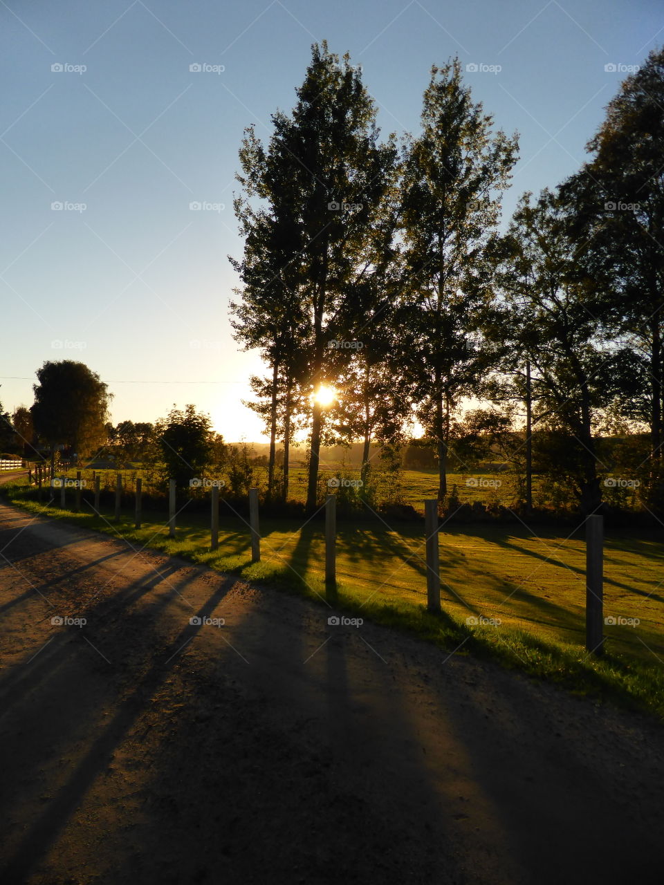 trees in sunset