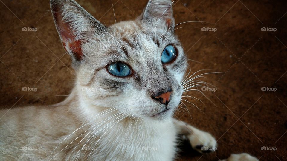 Gato de olhos azuis.