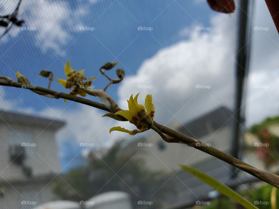 Nature, Flower, Sky, Leaf, Tree
