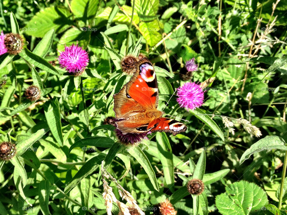 flowers plants flora forest by dannytwotaps