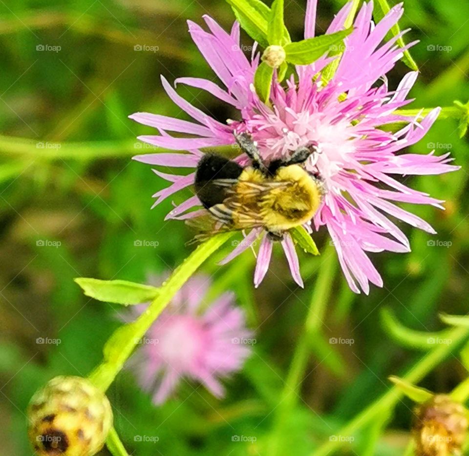 bee on a flower .