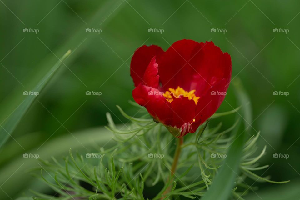 Red flower among green leaves 