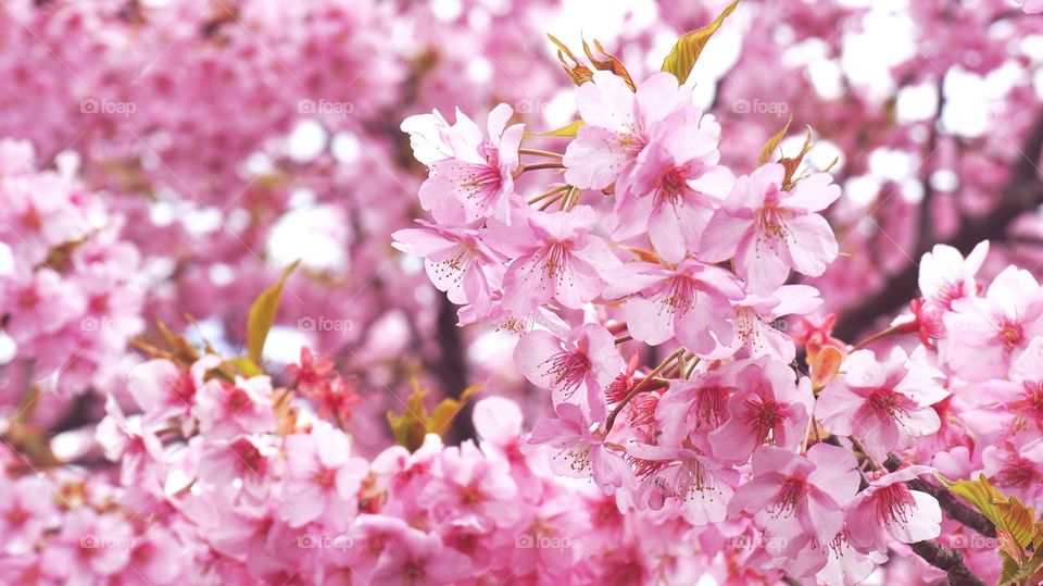 sakura flower blossom