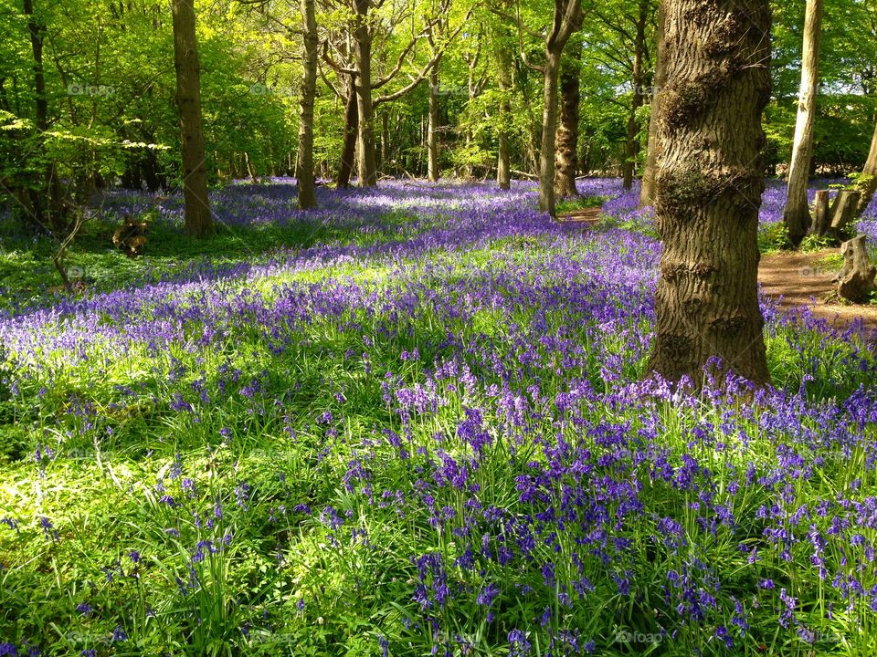 Beautiful Bluebells

