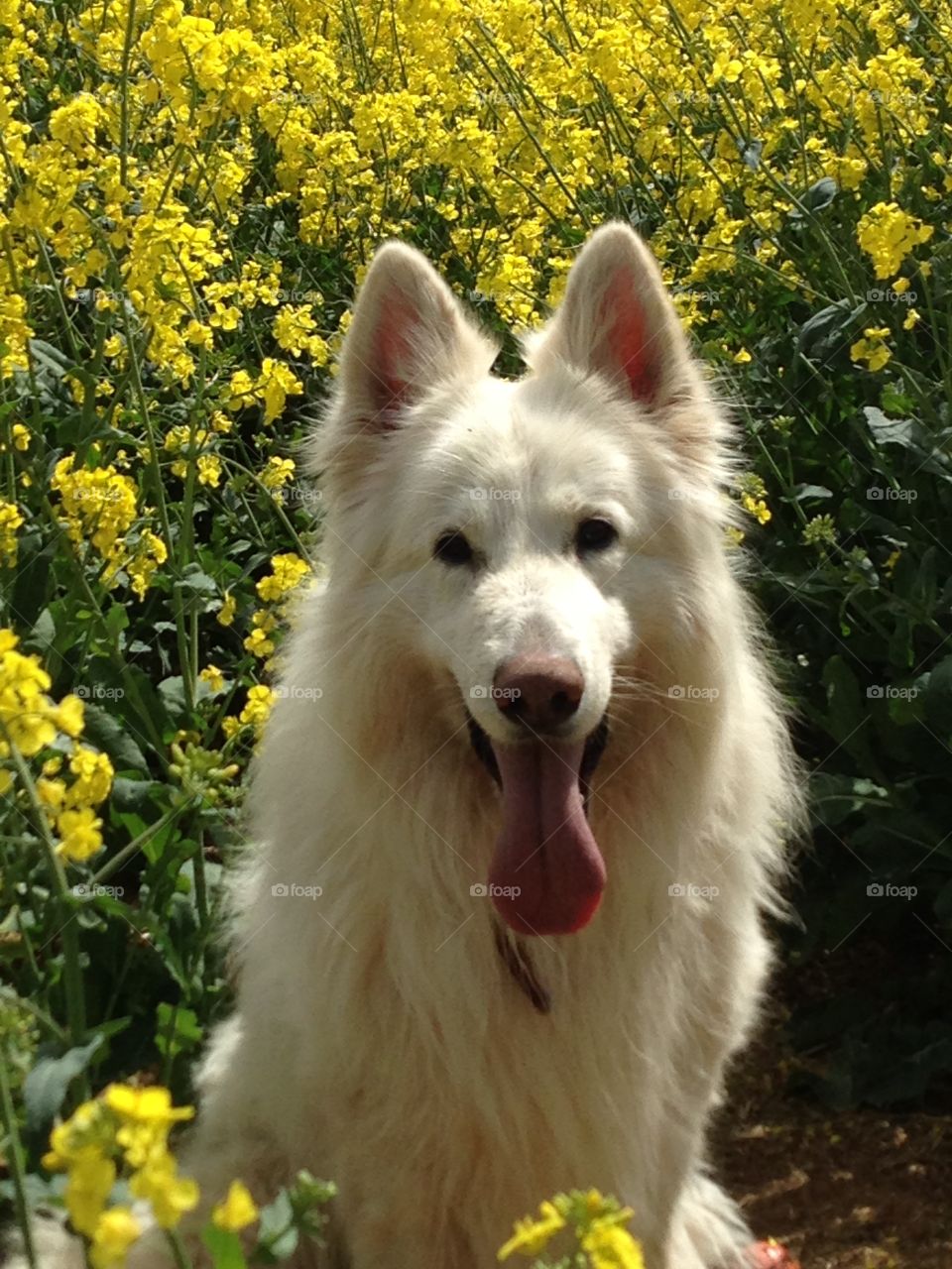 Sky in yellow