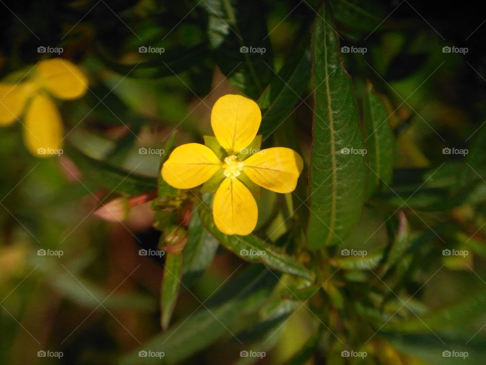 Yellow Flower