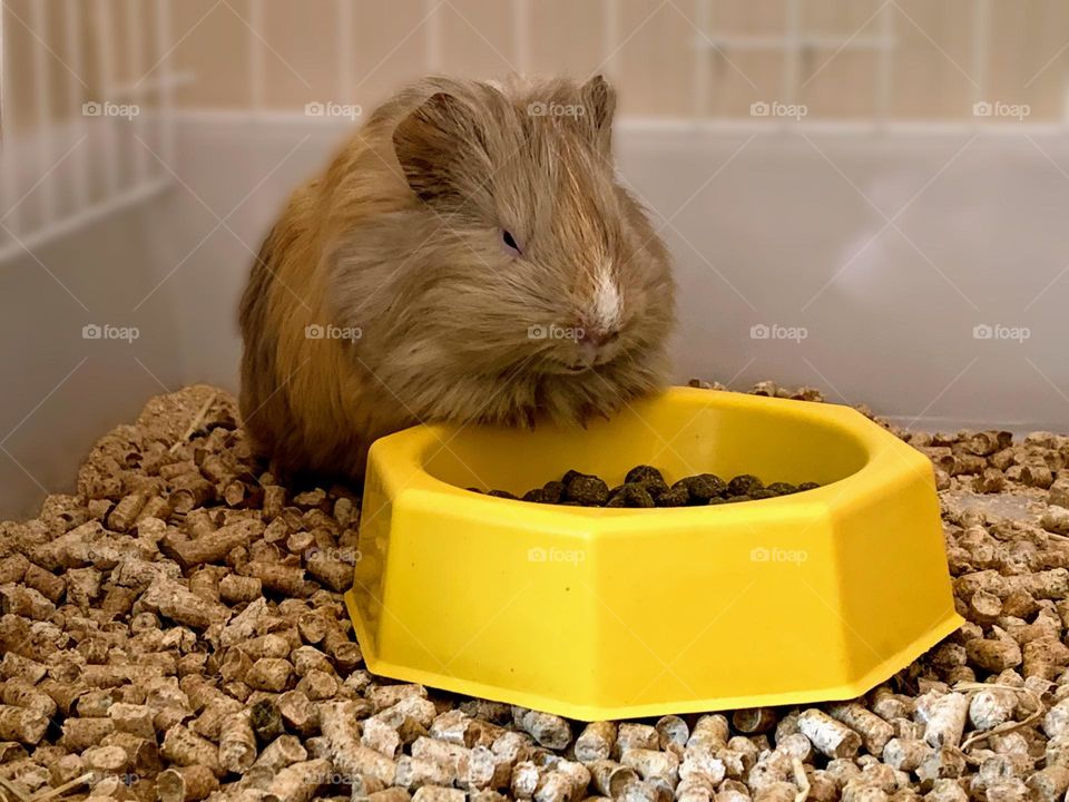 Cute Guinea Pig 