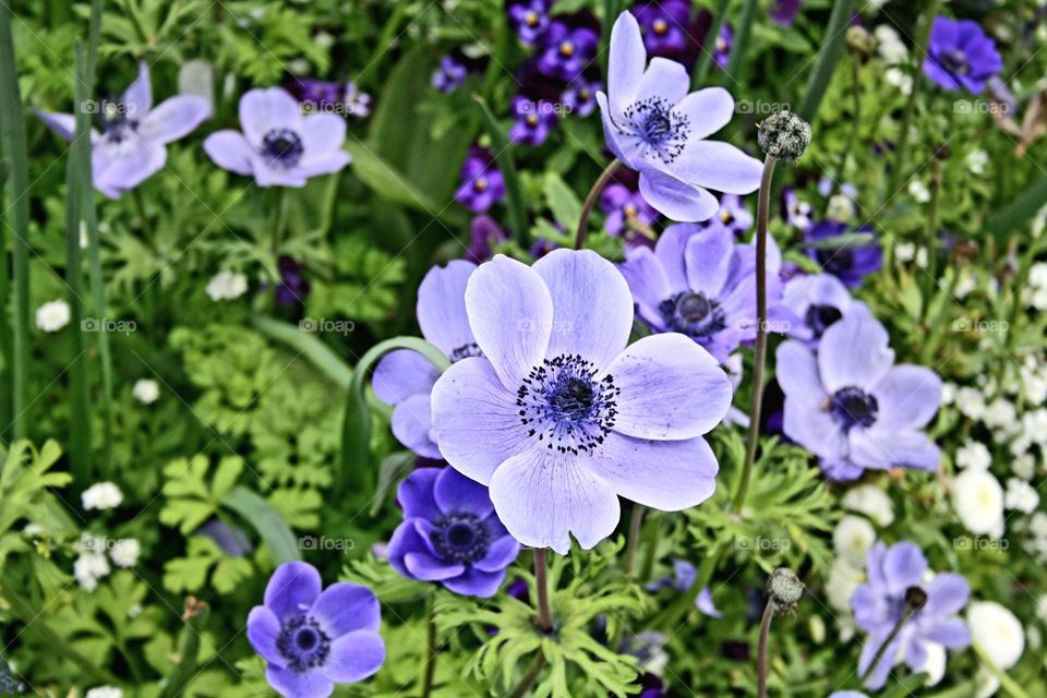 beautiful floral splendor