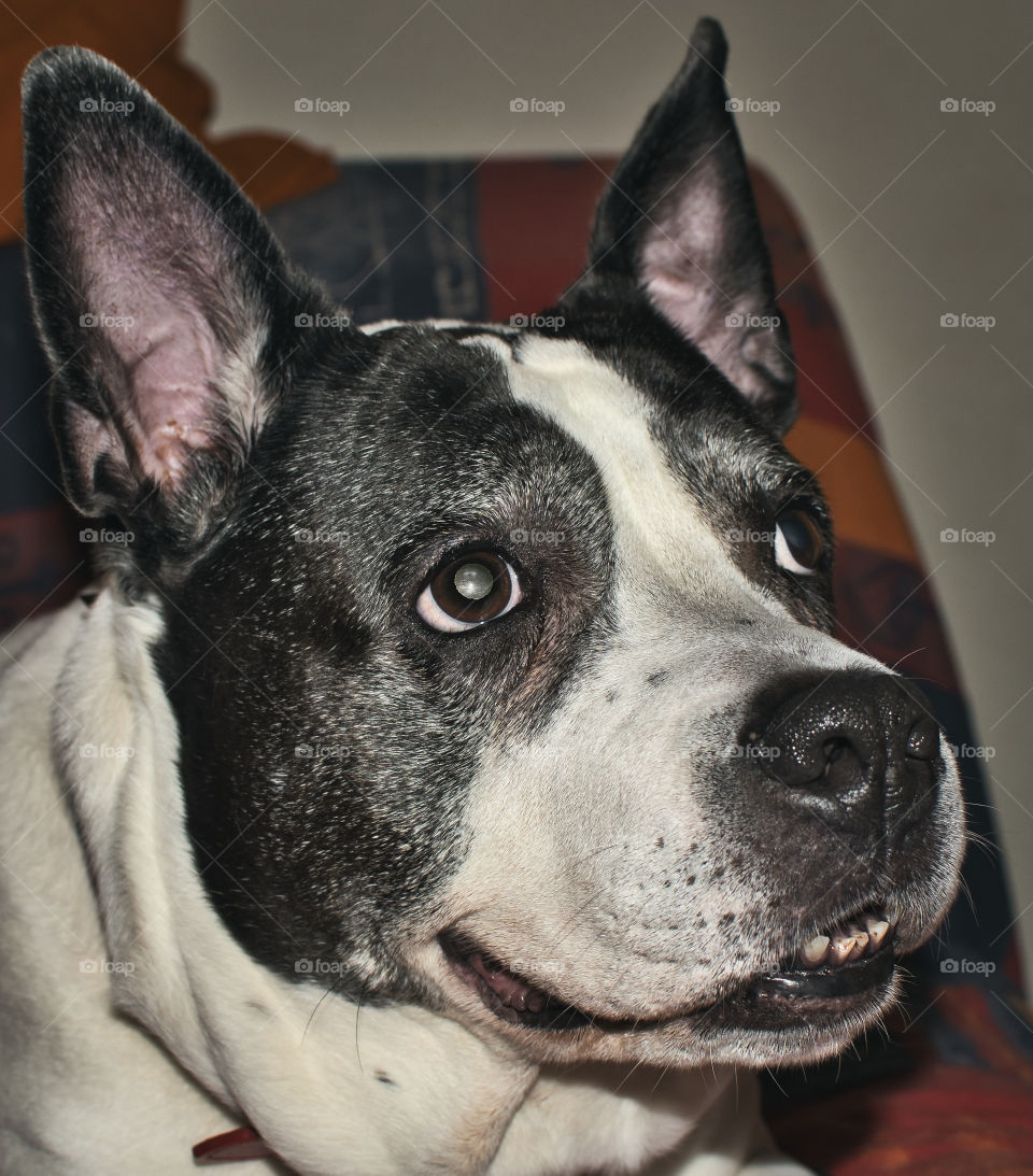 Portrait of cute black and white dog smiling