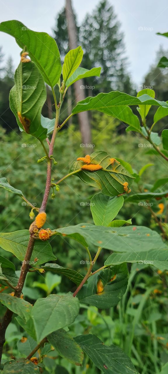 rust fungus