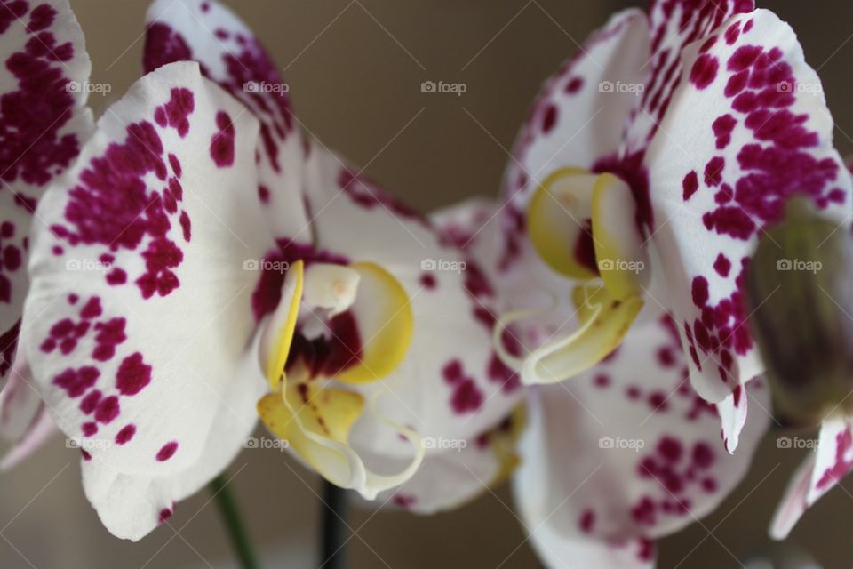 Orchids 